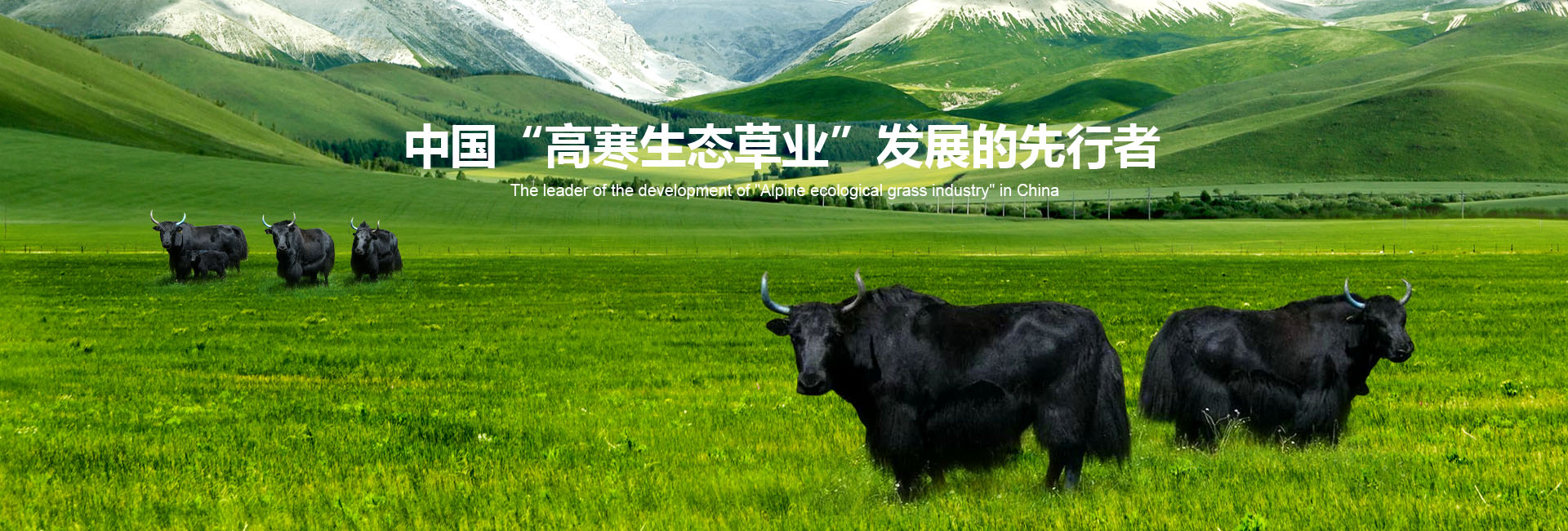 豐年生農